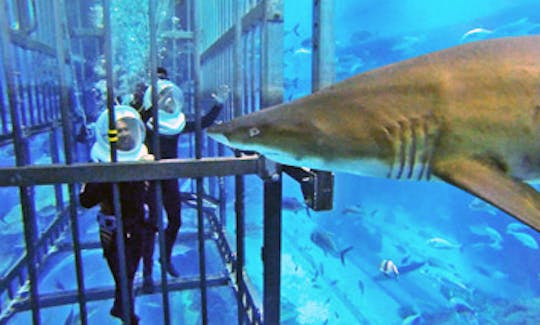 Shark Walker In Dubai, United Arab Emirates