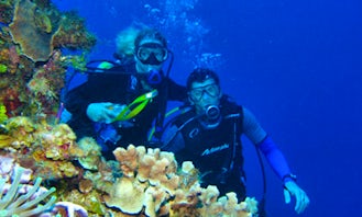 PADI Open Water Diver Course In Dubai, United Arab Emirates