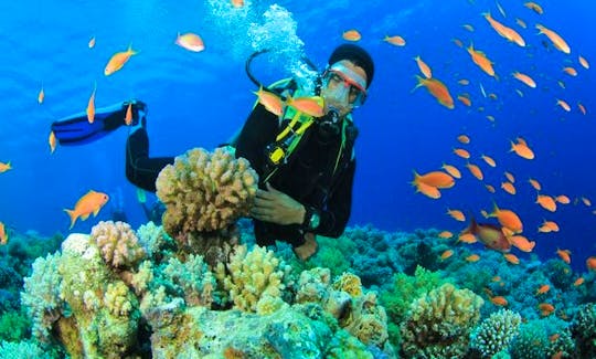 Diving Trips and Lessons in Nha Trang, Khanh Hoa