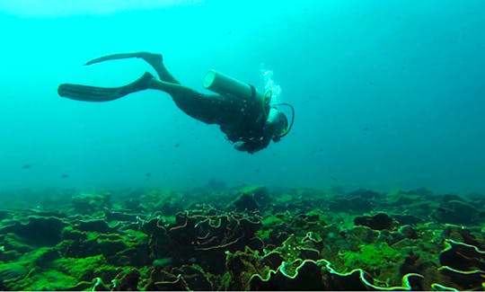 Enjoy Diving Trips and Courses in Candolim, Goa