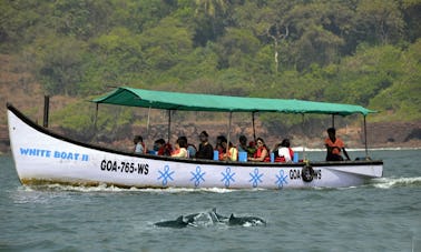 Dolphin Tours in Candolim, Goa