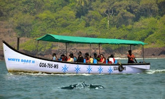 Dolphin Tours in Candolim, Goa