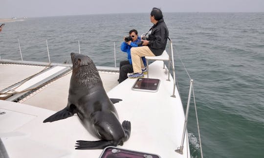 ナミビアのウォルビスベイでイルカと野生動物のツアーをお楽しみください