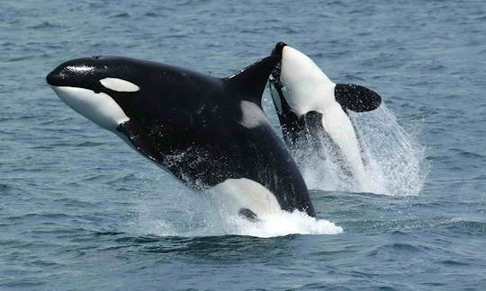 ナミビアのウォルビスベイでイルカと野生動物のツアーをお楽しみください