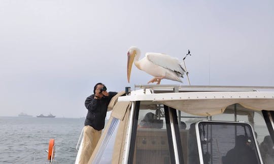 Enjoy Dolphin and Wildlife Tours in Walvis Bay, Namibia