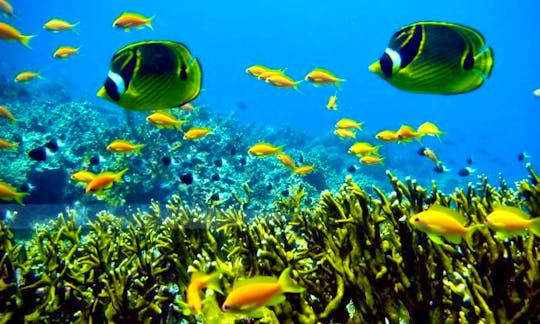 Snorkeling Tours in G.R.S.East, Mauritius