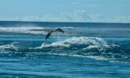 Dolphin Tours in Quatre Bornes, Mauritius
