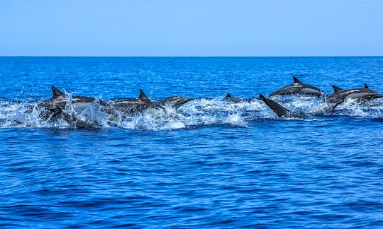 Dolphin & Whale watching Tour in Gran Canaria