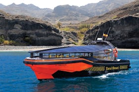 Dolphin & Whale watching Tour in Gran Canaria