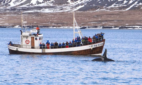 Enjoy Whale Watching in Grundarfjörður, Iceland on Láki SH55 Trawler