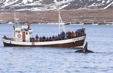 Enjoy Whale Watching in Grundarfjörður, Iceland on Láki SH55 Trawler
