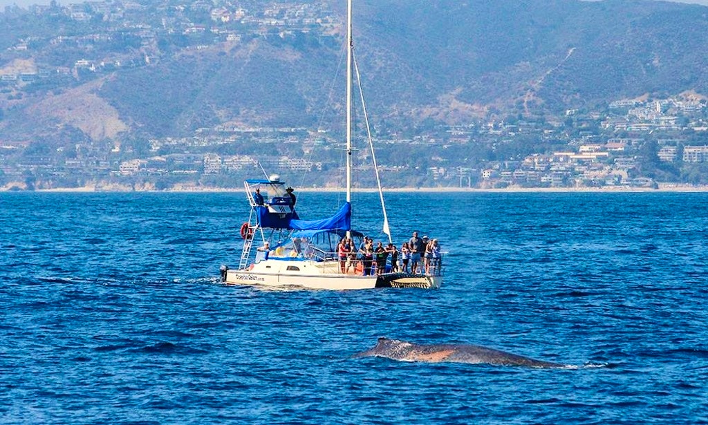 Dana Point Whale Watching Guide