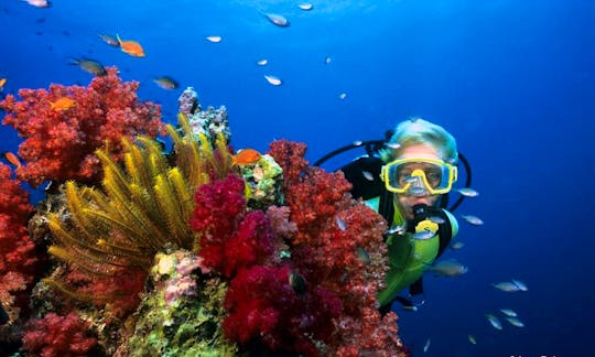 Enjoy Diving Trips and Courses in Pacific Harbour, Fiji