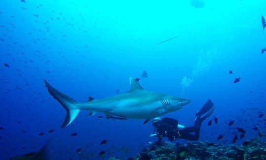 Powerful Diving Trips and Dive Courses with Certified PADI Instructor in Male, Maldives