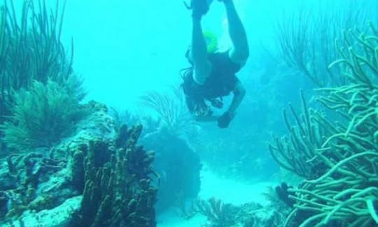 Enjoy Diving in Oranjestad, Aruba