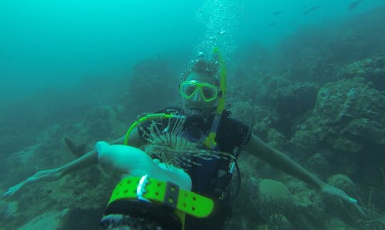 Enjoy Diving in Oranjestad, Aruba