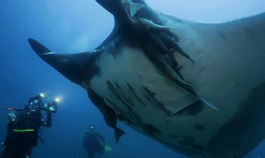 Expediciones de buceo desde Guayaquil, Ecuador