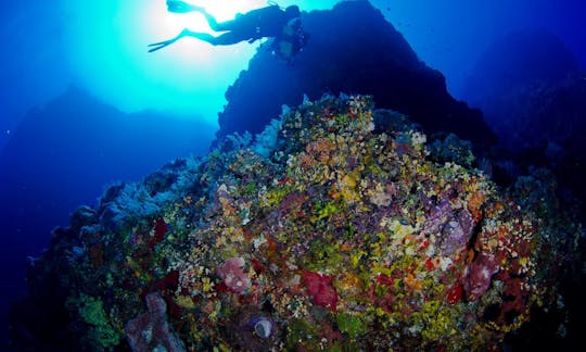 Enjoy Diving Trips in Tahuna, North Sulawesi