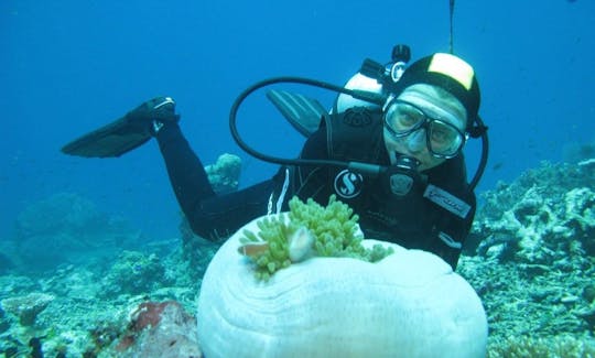 Disfruta de viajes de buceo en Komodo, Nusa Tenggara Timur