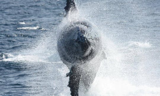 南アフリカのリチャーズベイでイルカウォッチングを楽しむ