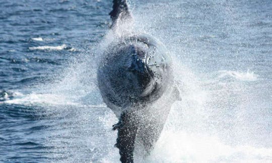 Enjoy Dolphin Watching in Richards Bay, South Africa