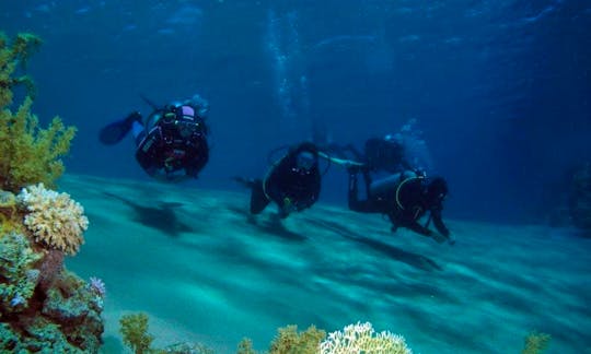 Exciting Diving Adventure in South Sinai Governorate, Egypt