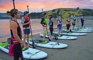 Stand Up Paddle board Lesson in Akaroa, New Zealand