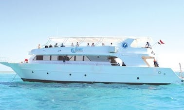 Enjoy Dolphin Tour in Red Sea Governorate