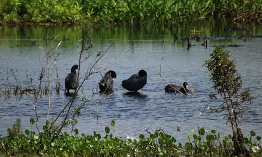 Eco Airboat Tour in Kissimmee, Florida