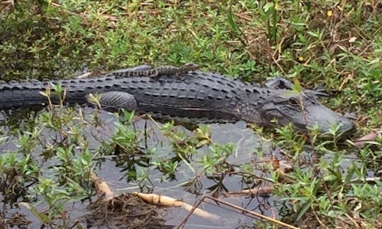 Eco Airboat Tour in Kissimmee, Florida