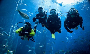 Viagens de férias emocionantes de mergulho na província do Mar Vermelho, Egito