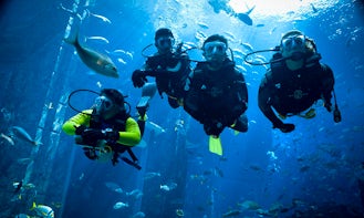 Exciting Diving Holiday Trips in Red Sea Governorate, Egypt