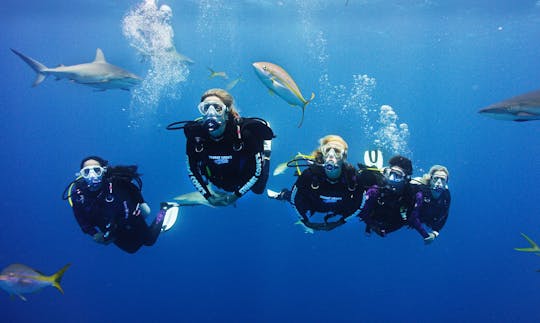 Exciting Diving Holiday Trips in Red Sea Governorate, Egypt