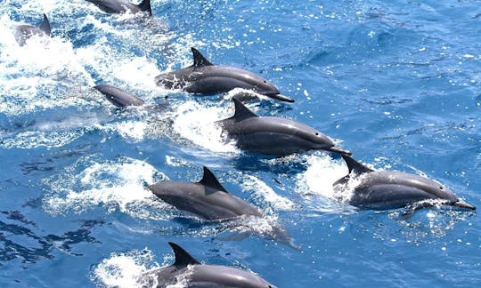 Thrilling Dolphin Tour in Hualien City, Taiwan