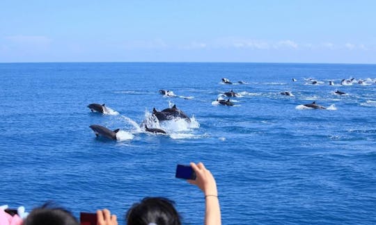 Thrilling Dolphin Tour in Hualien City, Taiwan