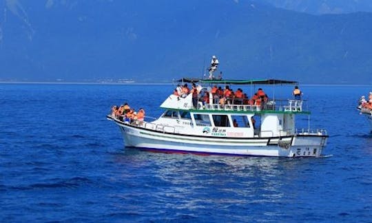 Unforgettable Dolphin Tour in Hualien City, Taiwan