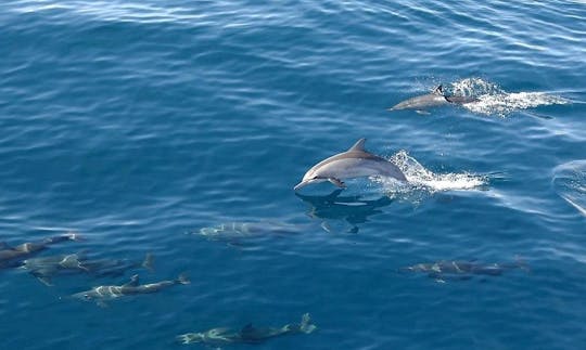 Unforgettable Dolphin Tour in Hualien City, Taiwan