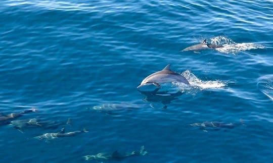 Unforgettable Dolphin Tour in Hualien City, Taiwan