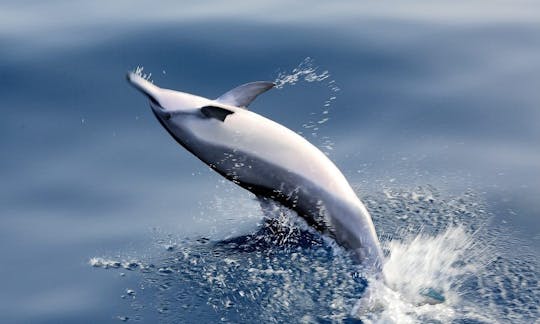 Tour con delfines en la ciudad de Hualien