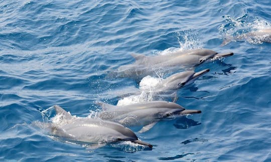 Tour con delfines en la ciudad de Hualien