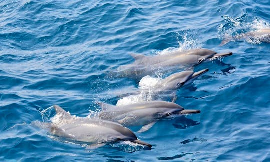 Dolphin Tour in Hualien City