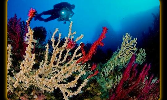 Diving Trips and Courses in Ischia, Campania