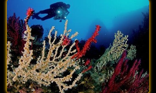 Diving Trips and Courses in Ischia, Campania