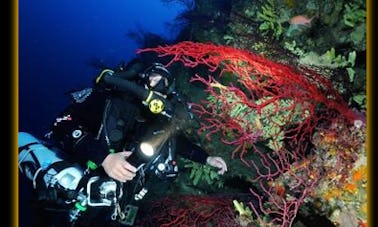 Diving Trips and Courses in Ischia, Campania