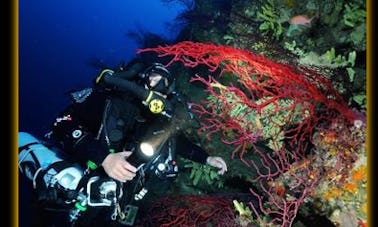 Viajes y cursos de buceo en Ischia, Campania