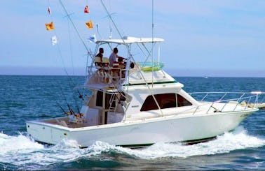 ''Bucaner'' Bertram Sport Fishing Yacht Charter in Can Picafort, Spain