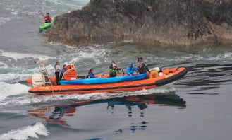 Enjoy Wildlife Boat Trips in St Davids, Pembrokeshire, Wales