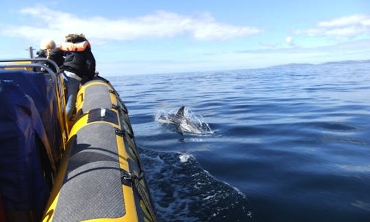 Dolphin Encountour Boat Charter in Mozambique, Ponta do Ouro