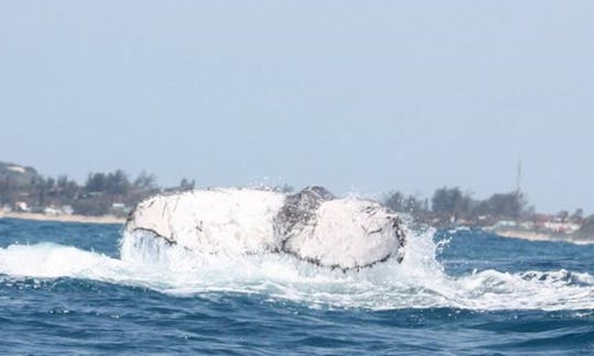 Dolphin Encountour Boat Charter in Mozambique, Ponta do Ouro