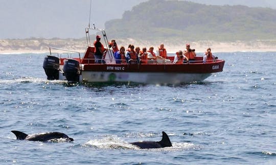 'Damara' Boat Whale & Dolphin Watching in Plettenberg Bay, Western Cape, South Africa